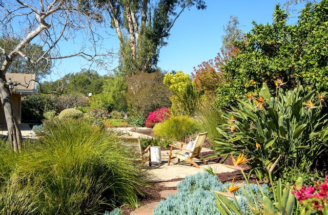 view of yard with a patio area