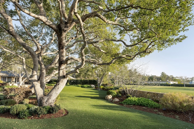 view of community featuring a lawn