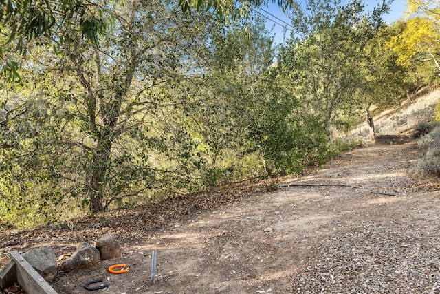 view of local wilderness