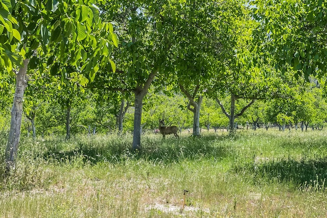 view of nature