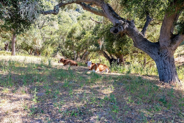 view of nature