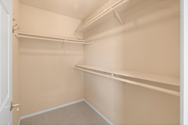 spacious closet featuring carpet flooring