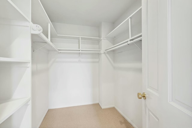 walk in closet with carpet flooring