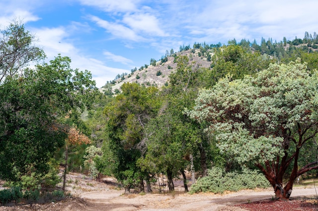 view of local wilderness