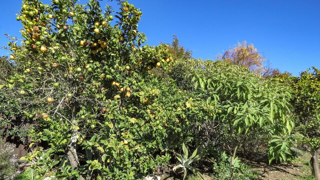 view of nature