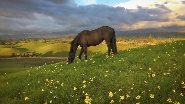 2852 Tapadero Rd, Solvang, CA 93463 - view of horse barn