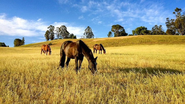 2852 Tapadero Rd, Solvang, CA 93463 - view of horse barn with a rural view