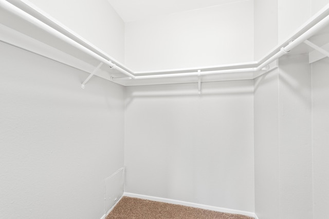 walk in closet with carpet flooring