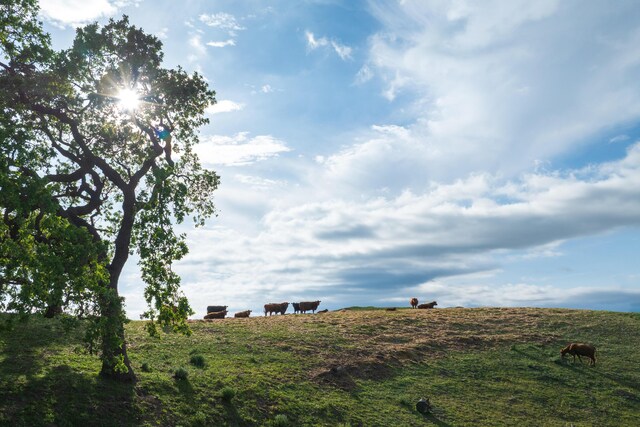 3325 Figueroa Mountain Rd, Los Olivos, CA 93460 - view of local wilderness with rural landscape and agricultural land