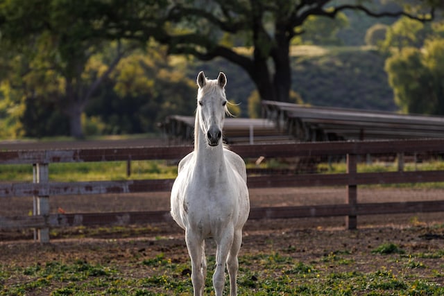 3325 Figueroa Mountain Rd, Los Olivos, CA 93460 - exterior view