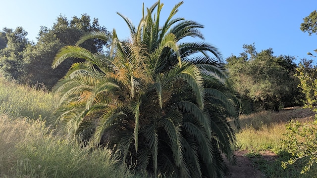 965 W Mountain Dr, Santa Barbara, CA 93103 - view of nature
