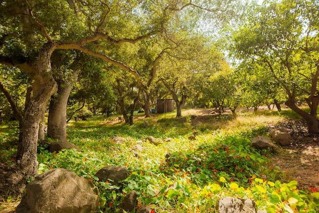 405 Toro Canyon Rd, Carpinteria, CA 93013 - view of nature