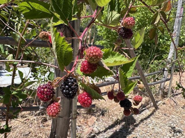 16840 Maricopa Hwy, Ojai, CA 93023 - photo 16