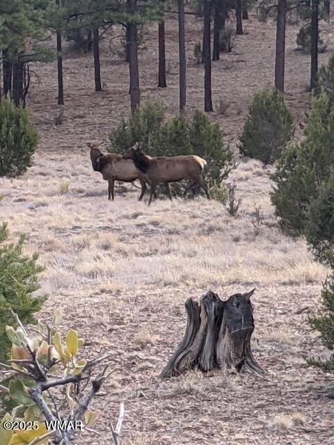 2901 Ridge Cir, Overgaard, AZ 85933 - view of local wilderness