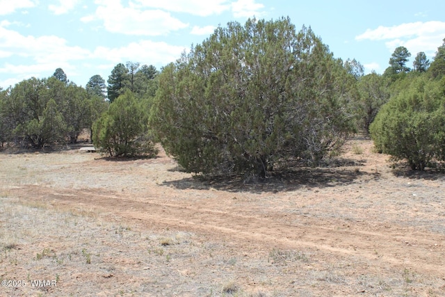 551 E Owens St, Show Low, AZ 85901 - photo 5