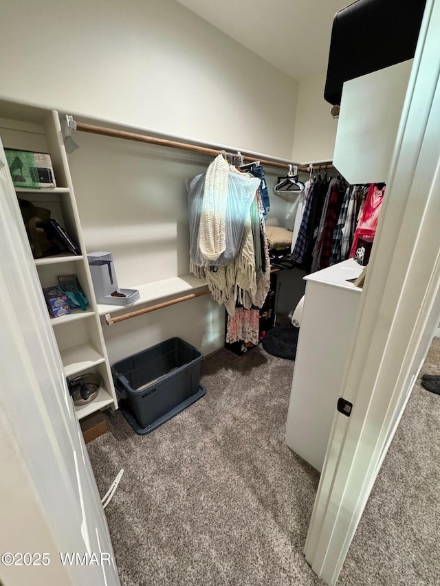 spacious closet featuring carpet