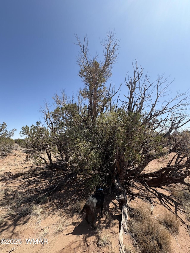 8580 Lawson Ln, Snowflake, AZ 85937 - photo 4
