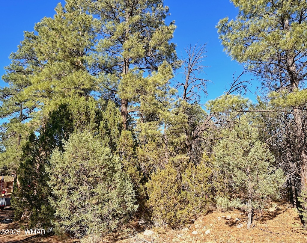 3377 Mogollon Dr, Overgaard, AZ 85933 - photo 2