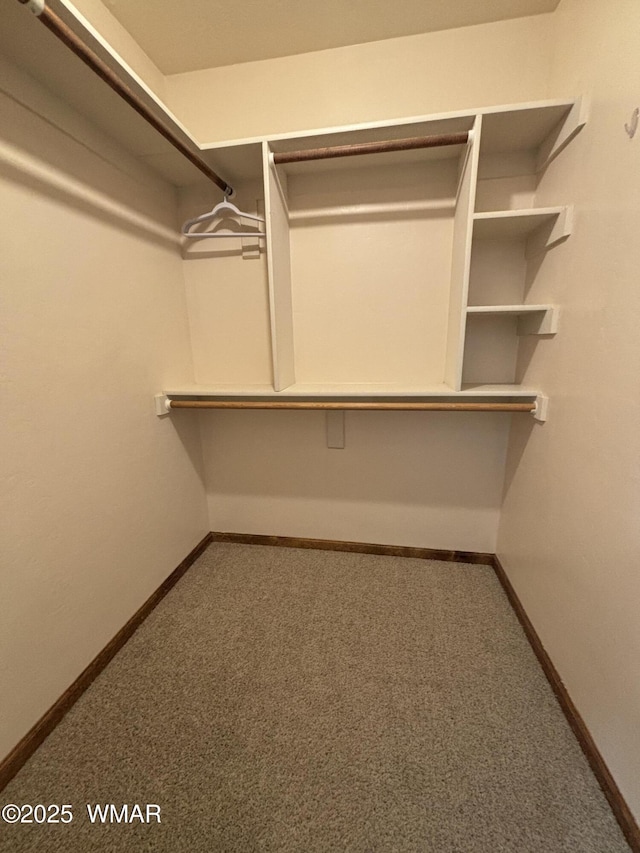 walk in closet with carpet flooring