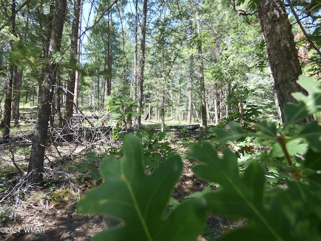 9 County Road 2073, Alpine, AZ 85920 - photo 18
