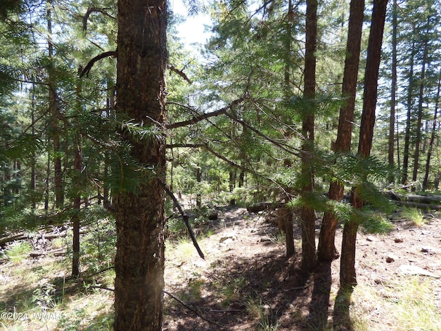 9 County Road 2073, Alpine, AZ 85920 - photo 20