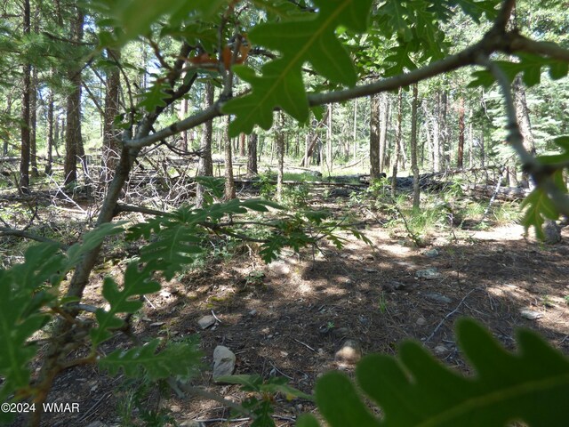 9 County Road 2073, Alpine, AZ 85920 - photo 29
