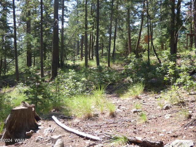 9 County Road 2073, Alpine, AZ 85920 - photo 21
