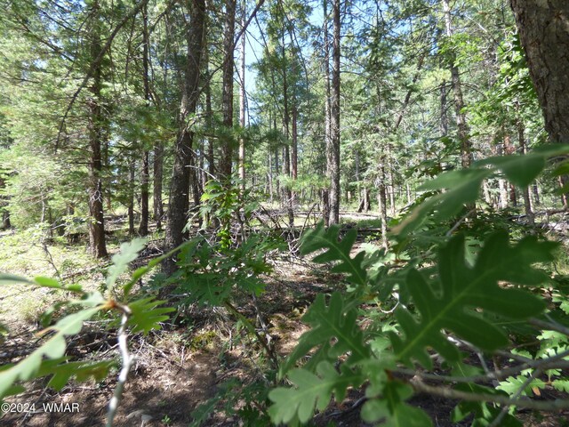 9 County Road 2073, Alpine, AZ 85920 - photo 10