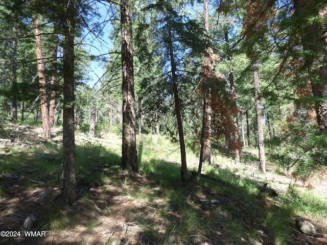 9 County Road 2073, Alpine, AZ 85920 - photo 19