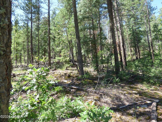 9 County Road 2073, Alpine, AZ 85920 - photo 28