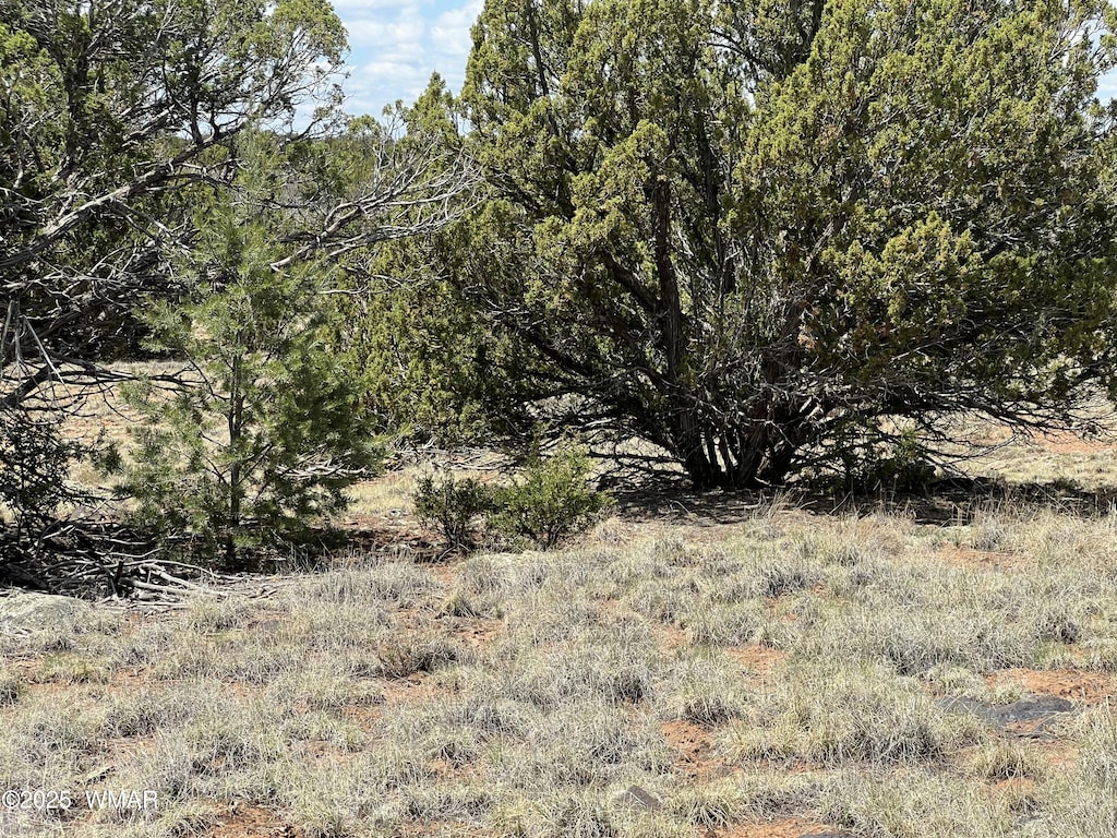 TBD County Road 8309, Concho, AZ 85924 - photo 2