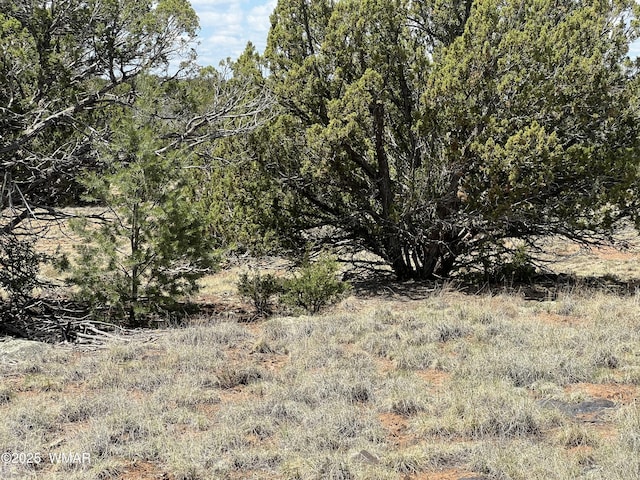 TBD County Road 8309, Concho, AZ 85924 - photo 2