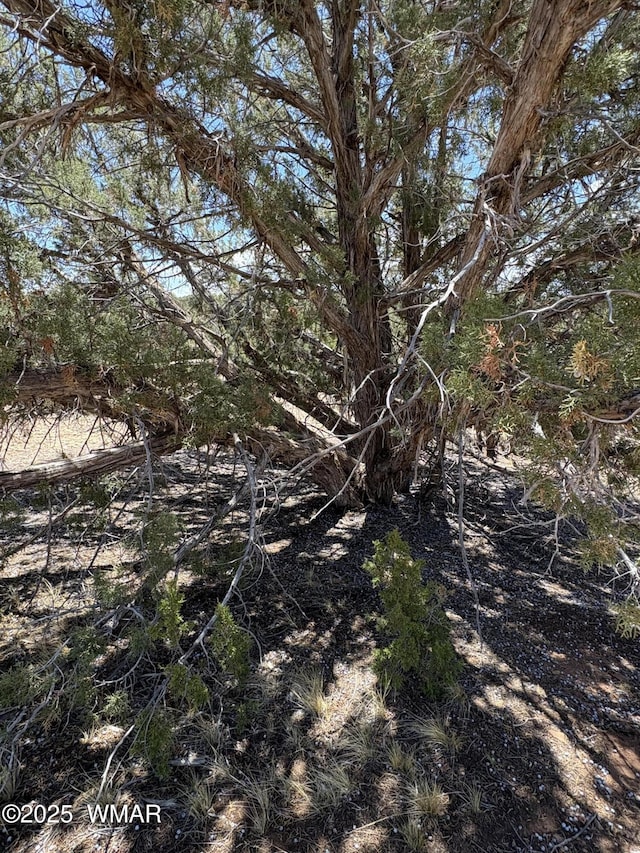 8580D Lawson Ln, Snowflake, AZ 85937 - photo 6