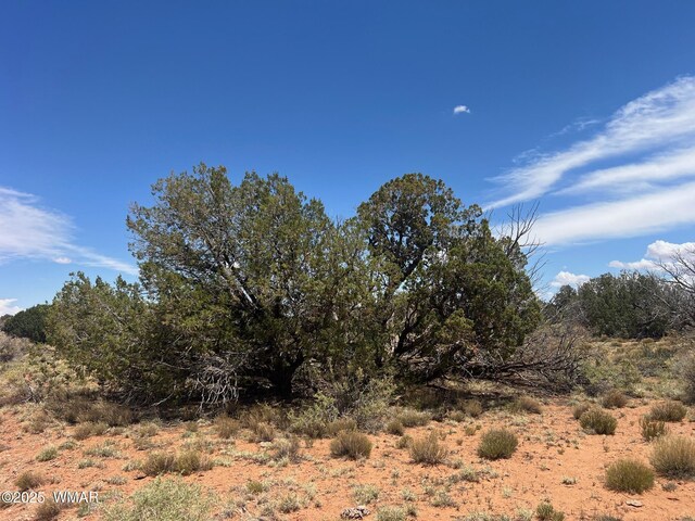 LOT595 Graham Rd, Heber, AZ 85928 - photo 16