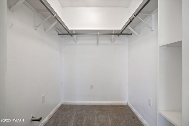 spacious closet featuring carpet floors