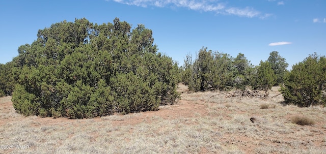 17 County Road 8077, Concho, AZ 85924 - photo 5