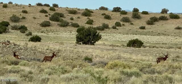 45 N6506, Saint Johns, AZ 85936 - photo 20
