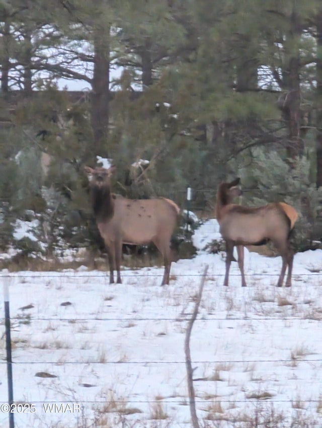 TBD Dynamite, Lakeside, AZ 85929
