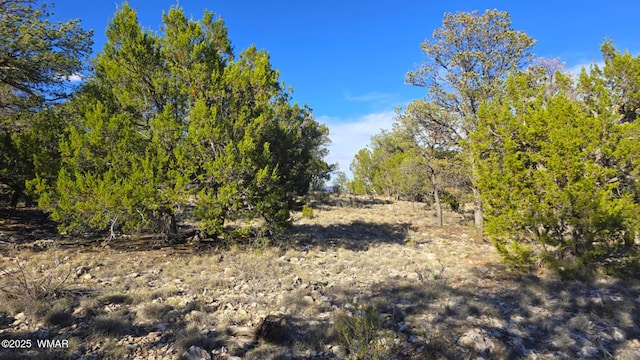 2947 E Lookout Ln, Overgaard, AZ 85933 - photo 11
