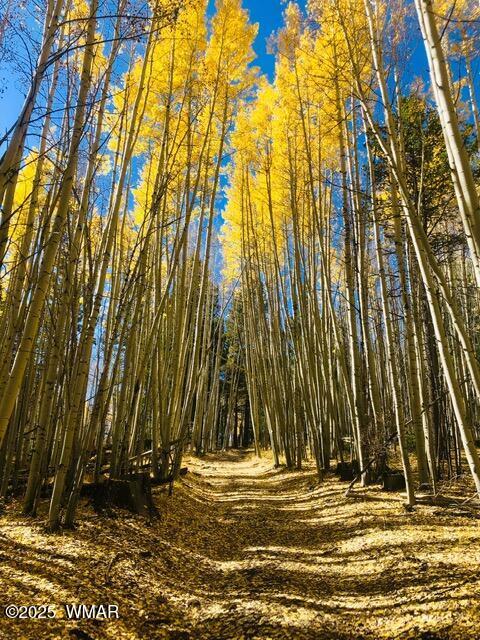 7287 Moon Creek Cir, Pinetop, AZ 85935 - view of undeveloped land