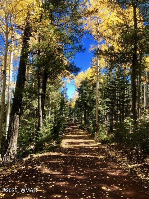 7287 Moon Creek Cir, Pinetop, AZ 85935 - view of undeveloped land