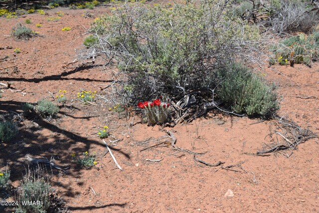 3733 Del Contento, Snowflake, AZ 85937 - photo 47