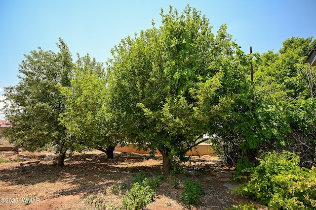 260 E 1st St, Snowflake, AZ 85937 - view of yard