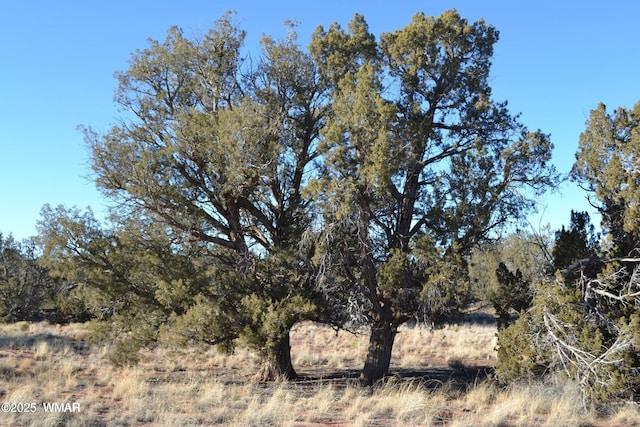 5450 County Line Rd, Snowflake, AZ 85937 - photo 23