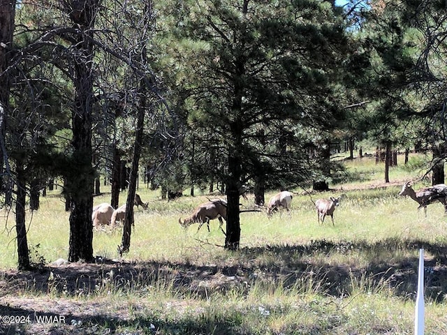 view of local wilderness featuring a rural view