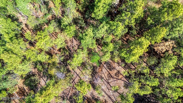 2038 Pine Wood Ln, Pinetop, AZ 85935 - photo 13