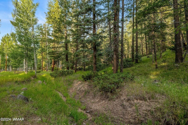 21 County Road 2043, Alpine, AZ 85920 - photo 36