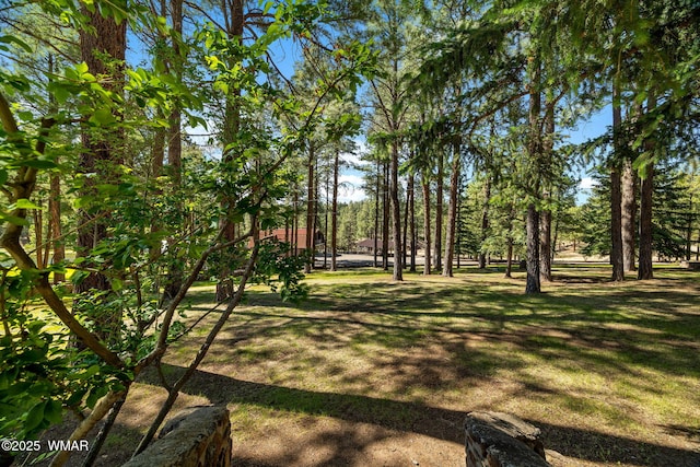 38684 State Route 373, Greer, AZ 85927 - view of yard