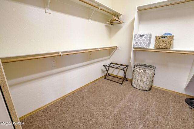 spacious closet featuring carpet flooring