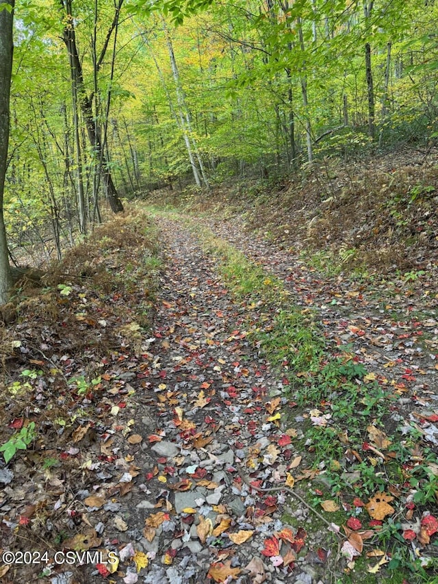 Simonds Hill Ln, Tioga, PA 16946 - view of nature with a forest view